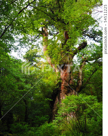 Jomon Sugi trekking Jomon Sugi trekking 54511225
