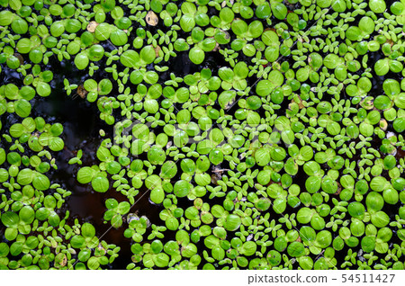 Green leaves water lettuce floating on surface 54511427