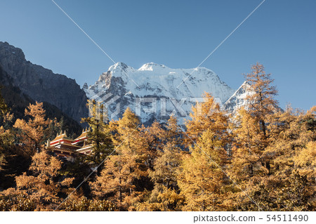 Chong Gu monastery in autumn pine forest with Chong Gu monastery in autumn pine forest with 54511490