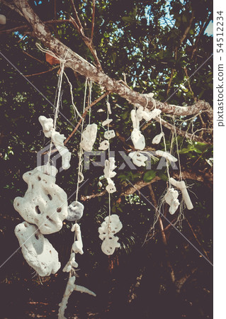 Hanging coral, Perhentian Islands, Terengganu, Hanging coral, Perhentian Islands, Terengganu, 54512234