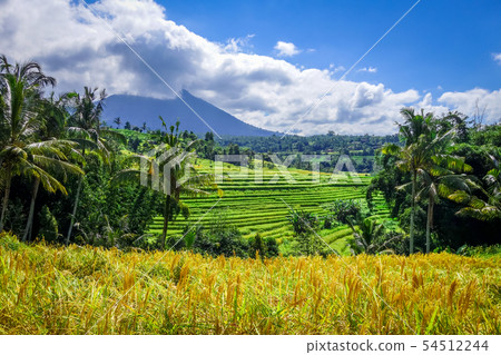Jatiluwih paddy field rice terraces, Bali, Jatiluwih paddy field rice terraces, Bali, 54512244