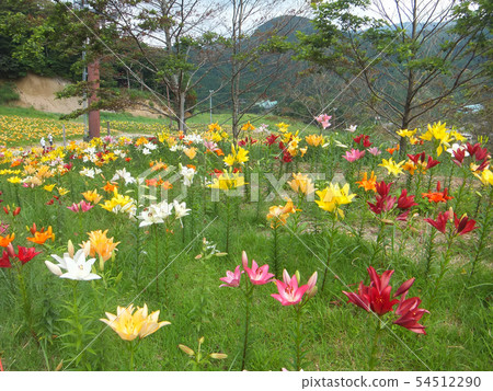 Four season walk summer Chikogen plateau 54512290