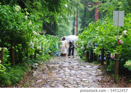 Taiheizan Ajisai Slope of the Rain 54512457