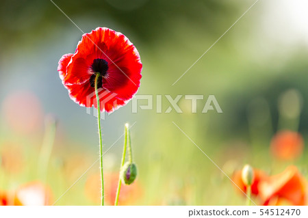 Take the evening sunshine and a beautiful poppy flower. 54512470