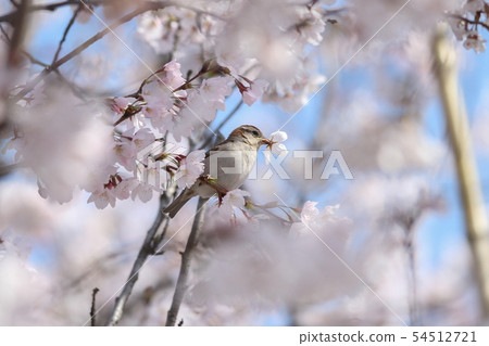A bird that crawls on cherry blossoms 54512721