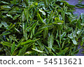 Freshly harvested fresh tea 54513621