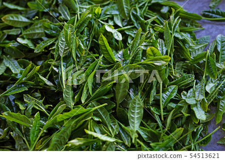 新鮮的新鮮茶 54513621