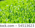 Mountain tea field 54513623