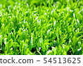 Mountain tea field 54513625