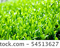 Mountain tea field 54513627