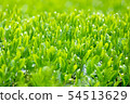 Mountain tea field 54513629