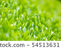 Mountain tea field 54513631