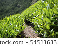 Mountain tea field 54513633