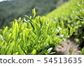 Mountain tea field 54513635