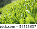 Mountain tea field 54513637