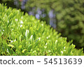Mountain tea field 54513639