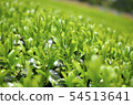 Mountain tea field 54513641