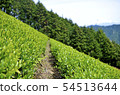 Mountain tea field 54513644