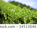Mountain tea field 54513646