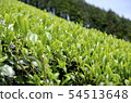 Mountain tea field 54513648