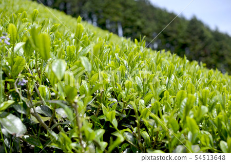 Mountain tea field Mountain tea field 54513648