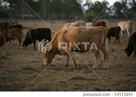 Group of bulls and cows. 54513845