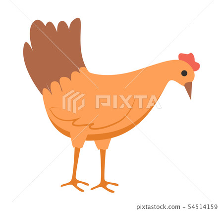 Farm Bird Eating, Peking Chicken, Poultry Vector Farm Bird Eating, Peking Chicken, Poultry Vector 54514159
