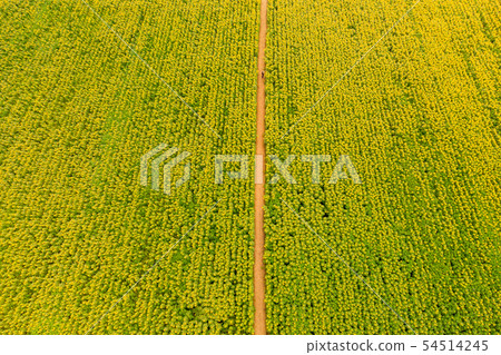 Zhongshan Sunflower Complex 54514245
