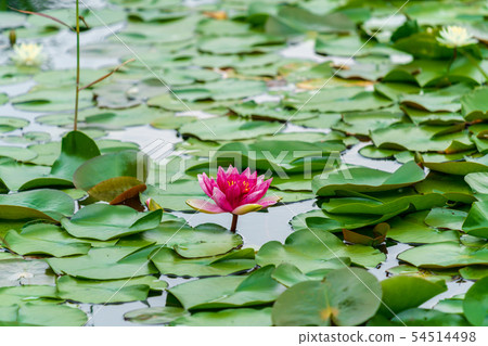 Shonanko Water Lily Fukushima Tsuyu in early summer 54514498