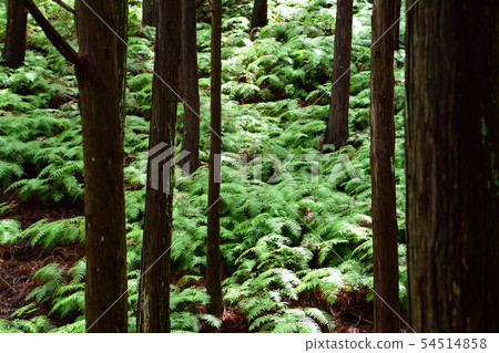 Fern field and cedar forest to Yokoyama observation deck 54514858