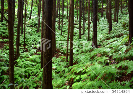 Fern field and cedar forest to Yokoyama observation deck Fern field and cedar forest to Yokoyama observation deck 54514864
