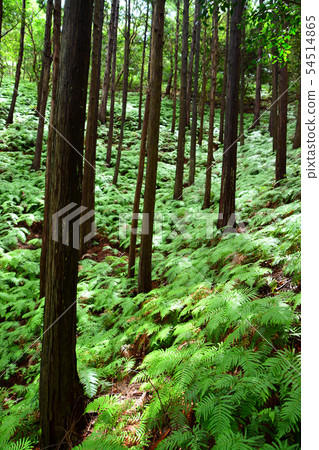 Fern field and cedar forest to Yokoyama observation deck 54514865