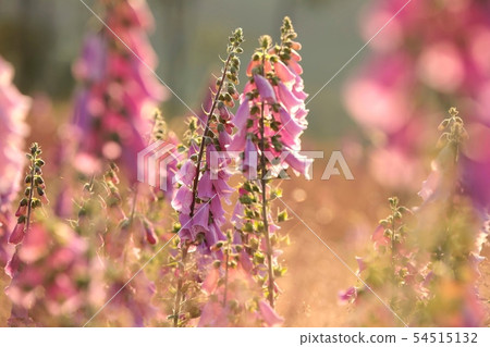 Purple foxglove (Digitalis purpurea) at dawn 54515132