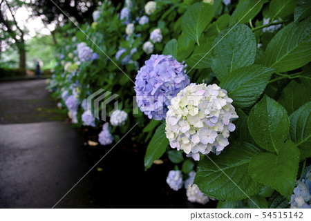 Wild Hydrangea Community [Rainy Day] Yokosuka City Kashitoriyama Park 54515142