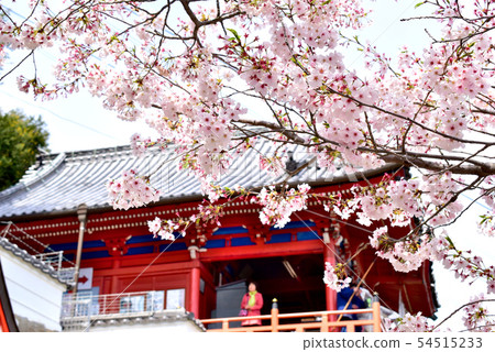 Senkoji and Sakura Senkoji and Sakura 54515233