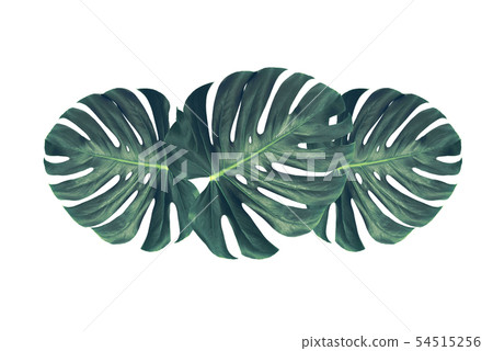 Trendy tropical leaves composition. Trendy tropical leaves composition. 54515256