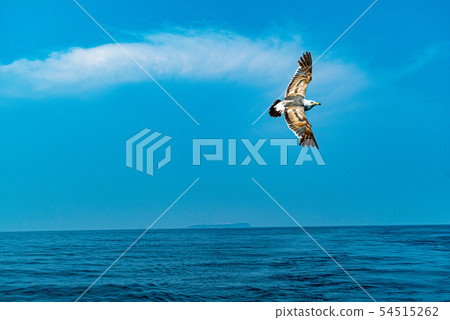 海鷗和大海 海鷗和大海 54515262