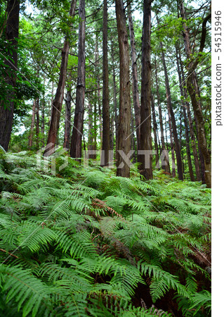 Fern field and cedar forest to Yokoyama observation deck Fern field and cedar forest to Yokoyama observation deck 54515946