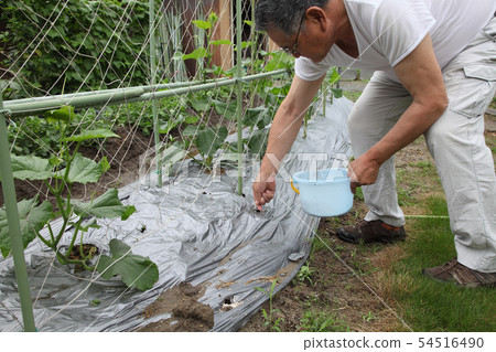 黃瓜額外施肥 54516490