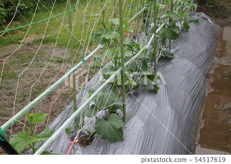 七月黃瓜 七月黃瓜 54517619