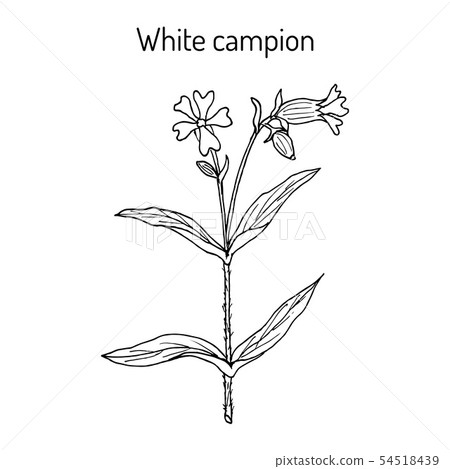 Bladder or white campion Silene latifolia , medicinal plant 54518439