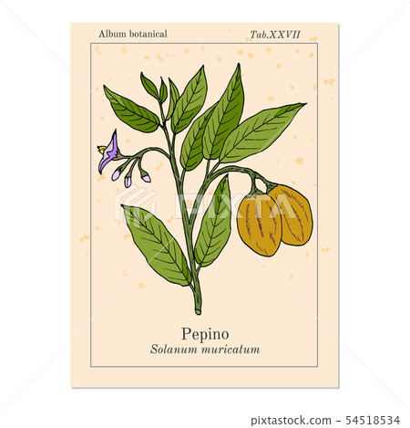 Pepino dulce, eatable and medicinal plant Pepino dulce, eatable and medicinal plant 54518534