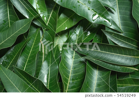 Mango leaf background Mango leaf background 54519249