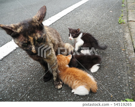 Stray cat, kitten, nursing 54519265