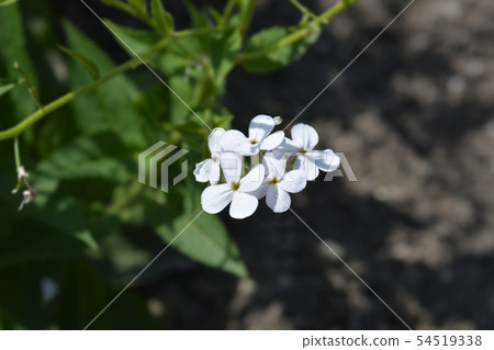 Dames violet Dames violet 54519338