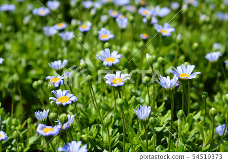 Blue daisy Felicitara Blue 54519373