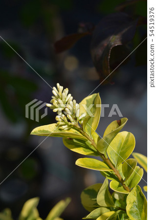 Golden privet 54519376