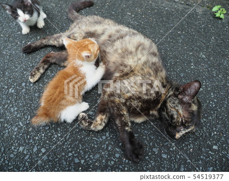 Stray cat, kitten, nursing 54519377