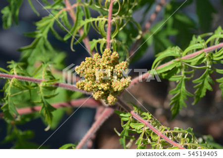 Staghorn sumac Staghorn sumac 54519405
