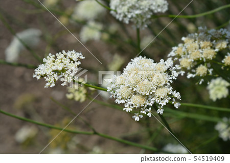 Corky-fruited water-dropwort 54519409
